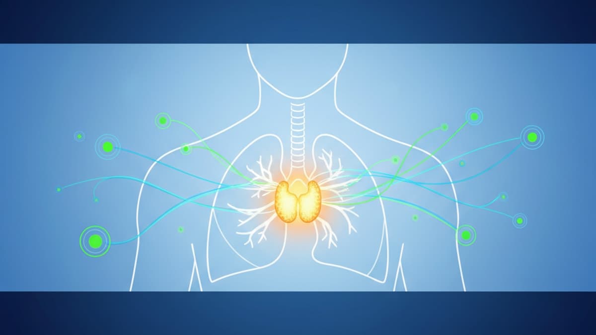 What Gland Secretes Thymosin? The Body’s Immune Architect
