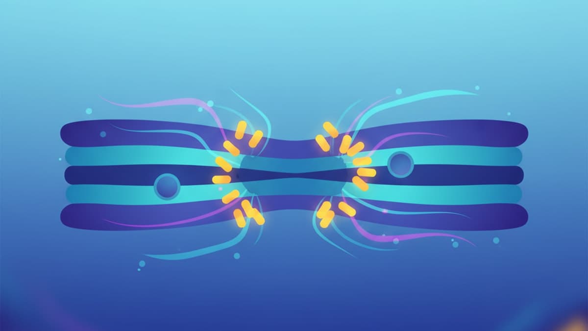 Unraveling LL-37 Membrane Disruption: A Core Mechanism